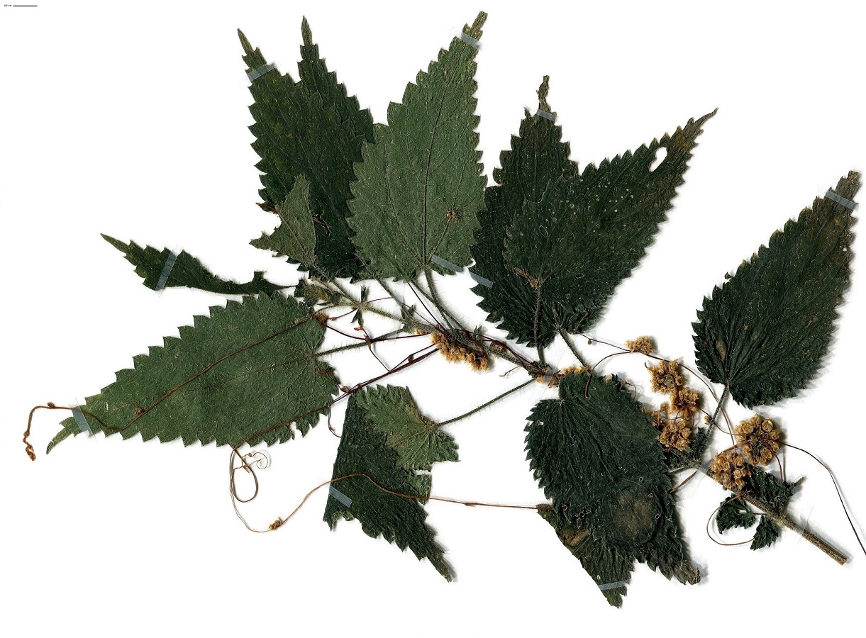 Cuscuta europaea (Convolvulaceae)